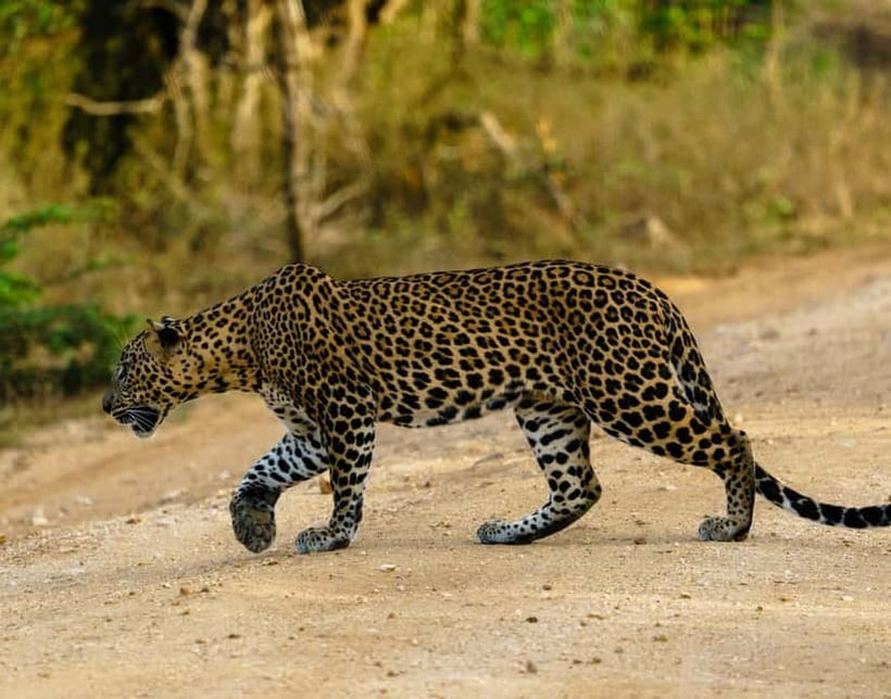 From Mirissa / Galle / Tangalle to Yala Safari & Drop- Ella - Key points to know before booking