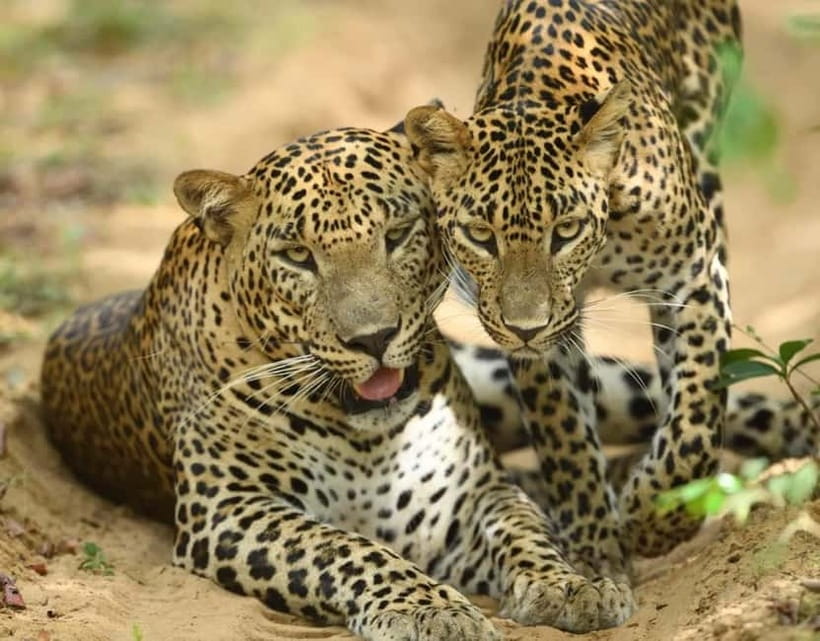 From Mirissa / Galle / Tangalle to Yala Safari & Drop- Ella - Why this Yala trip works well as a south coast to Ella transfer