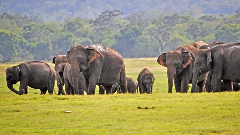 From Mirissa / Galle / Tangalle to Yala Safari & Drop- Ella - Entering Yala near opening time