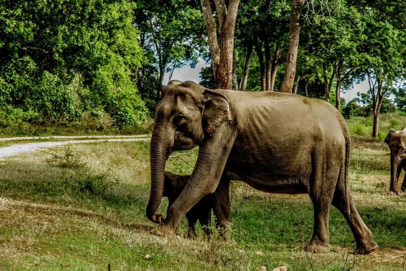 From Mirissa / Galle / Tangalle to Yala Safari & Drop- Ella - What you might see during the four-hour safari