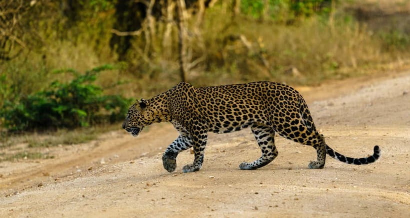From Mirissa / Galle / Tangalle to Yala Safari & Drop- Ella - Guides, animal spotting, and the quality of explanations