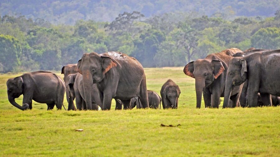 From Mirissa / Galle / Tangalle to Yala Safari & Drop- Ella - Comfort, safety, and who should skip it