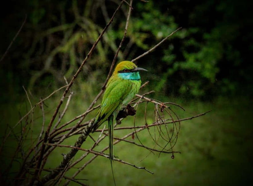 From Mirissa / Galle / Tangalle to Yala Safari & Drop- Ella - Should you book Tiger Safaris for Yala and Ella?