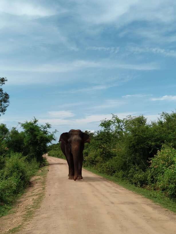 From Mirissa/ Weligama : Udawalawe Safari - Day Trip - The guide makes or breaks the outing