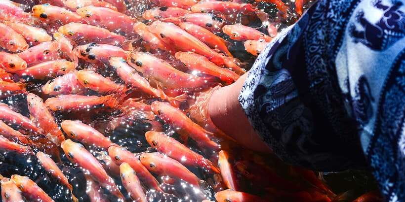 From Negombo: Bentota Full-Day Tour - The Madu Ganga boat safari