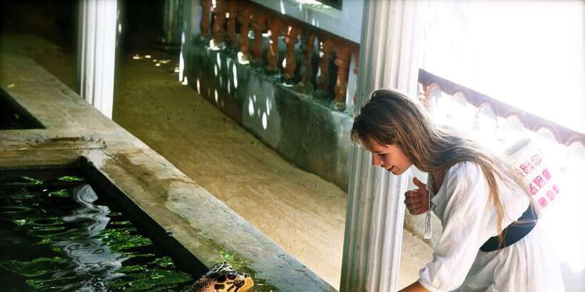 From Negombo: Bentota Full-Day Tour - Kosgoda Sea Turtle Conservation