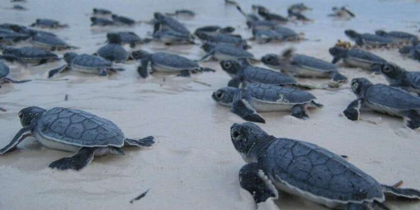 From Negombo: Bentota Full-Day Tour - Is $65 good value?