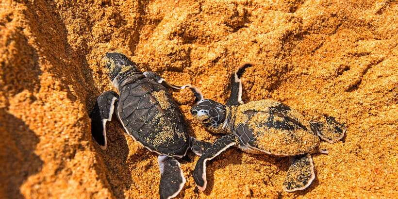 From Negombo: Bentota Full-Day Tour - Who should book this day?