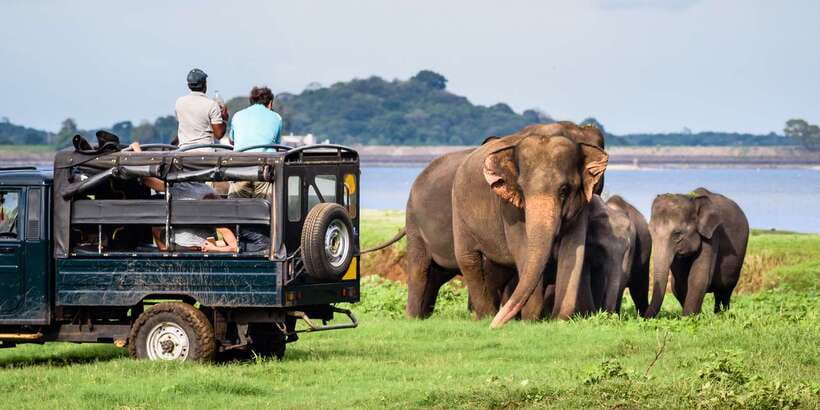 From Negombo: Minneriya National Park Safari Tour - Key points at a glance