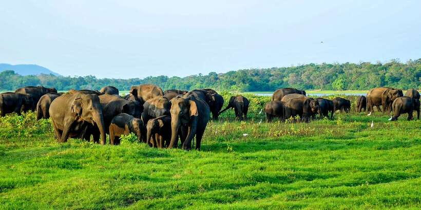 From Negombo: Minneriya National Park Safari Tour - Who should book this safari