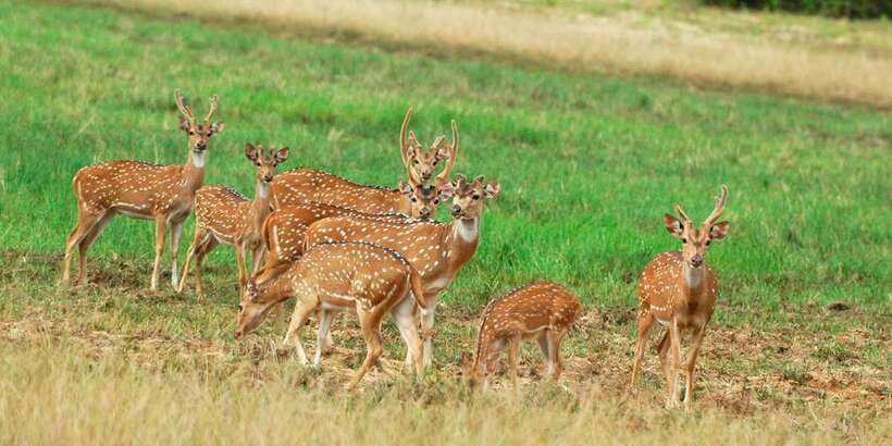 From Negombo: Minneriya National Park Safari Tour - Arriving at Minneriya National Park