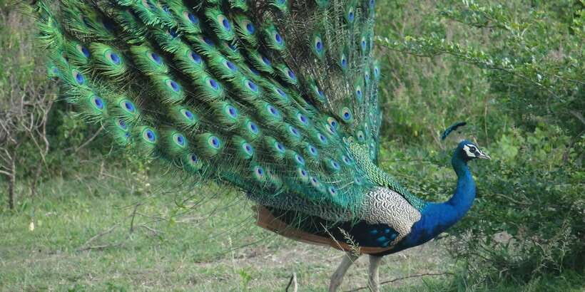 From Negombo: Minneriya National Park Safari Tour - What animal sightings are realistic