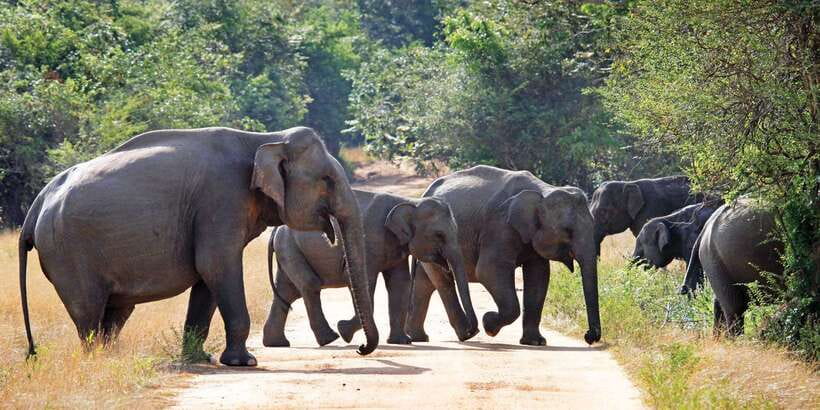 From Negombo: Minneriya National Park Safari Tour - The 45-minute local food stop