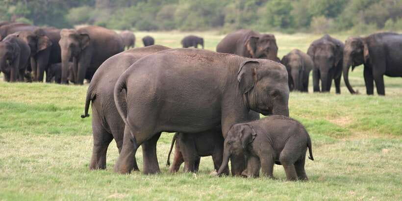 From Negombo: Minneriya National Park Safari Tour - The biggest issue: time management