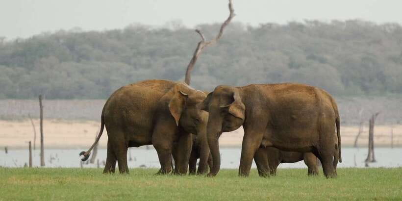 From Negombo: Minneriya National Park Safari Tour - What the $105 price really covers
