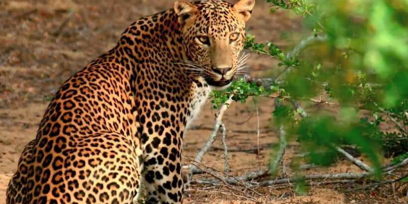 From Negombo: Wilpattu National Park Safari Guided Day Tour - Key points to know before booking