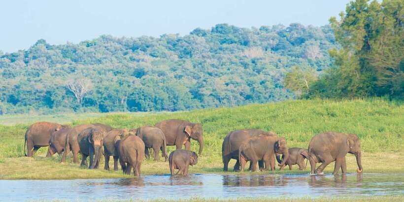 From Negombo: Wilpattu National Park Safari Guided Day Tour - Should you book it?