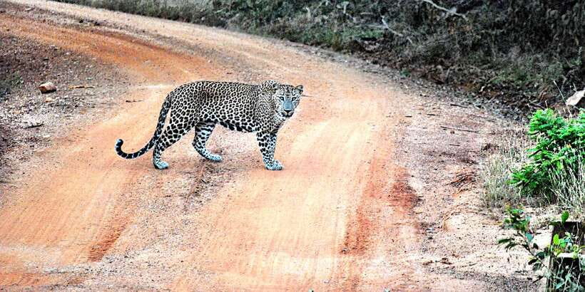 From Negombo: Wilpattu National Park Safari Guided Day Tour - Three hours among villus, woodland, and wildlife