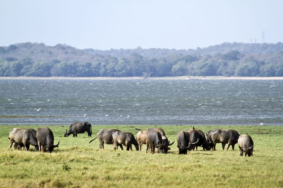 From Negombo: Wilpattu National Park Safari Guided Day Tour - What the animal list means in practice