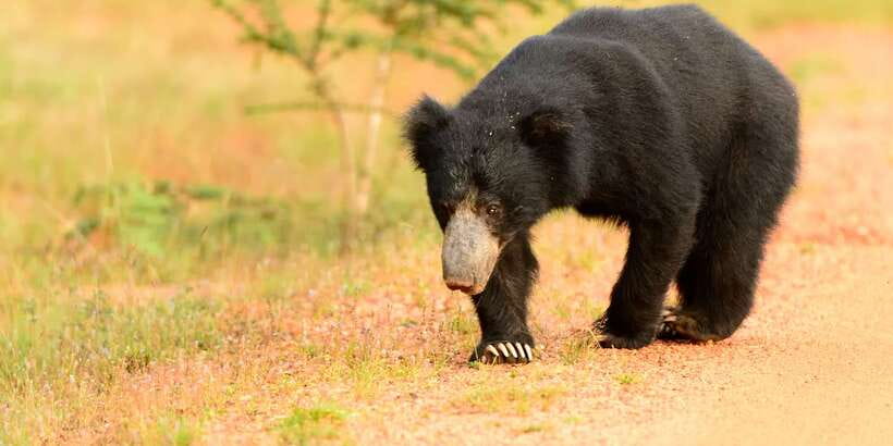 From Negombo: Wilpattu National Park Safari Guided Day Tour - Practical details that can make the day easier