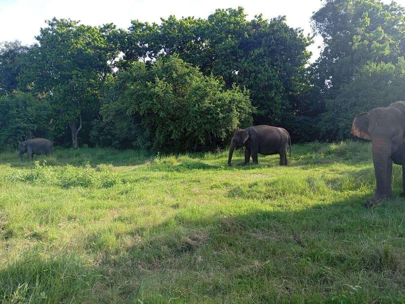 From Sigiriya: Hurulu Eco Park Elephant Jeep Safari - Who will enjoy this safari most