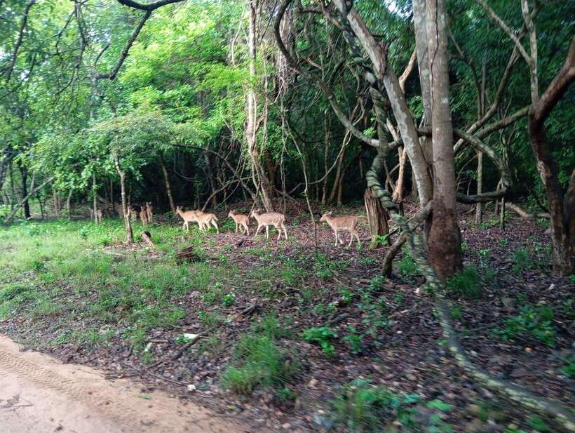 From Sigiriya: Hurulu Eco Park Elephant Jeep Safari - More than elephants: deer, monkeys, peacocks, and birds