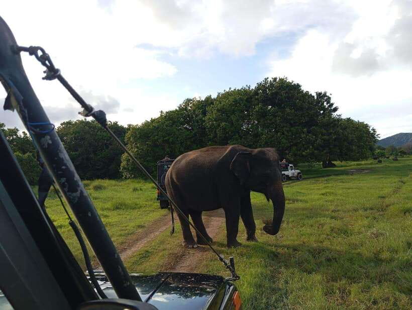 From Sigiriya: Hurulu Eco Park Elephant Jeep Safari - Photo stops that break up the drive