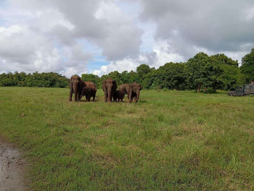 From Sigiriya: Hurulu Eco Park Elephant Jeep Safari - How the timing really works