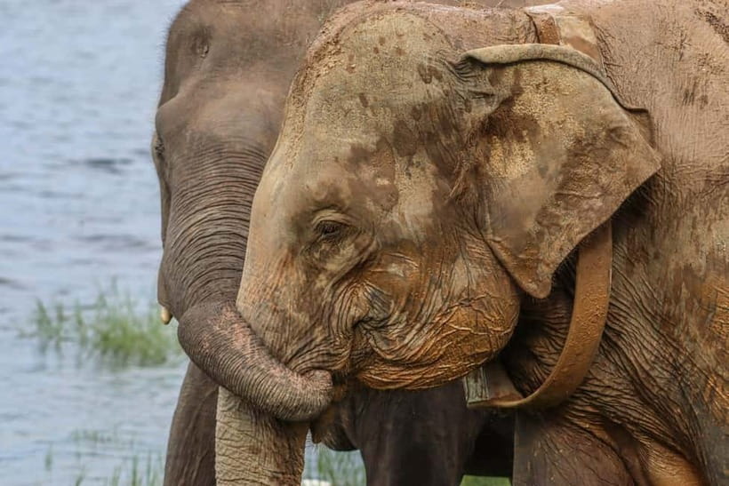 From Sigiriya Hurulu Eco Park ElephantSafari ticket included - What the $24 Hurulu safari actually includes