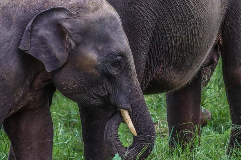 From Sigiriya Hurulu Eco Park ElephantSafari ticket included - Pickup from Sigiriya, Dambulla, and four other towns