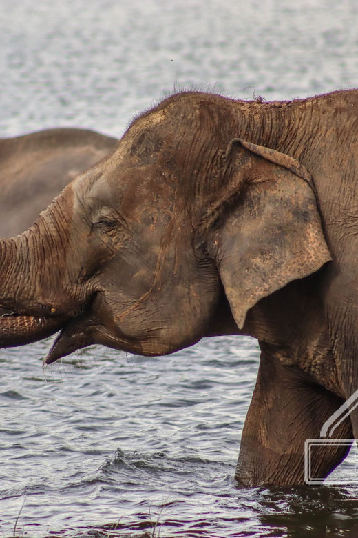 From Sigiriya Hurulu Eco Park ElephantSafari ticket included - Why the guide matters more than the jeep