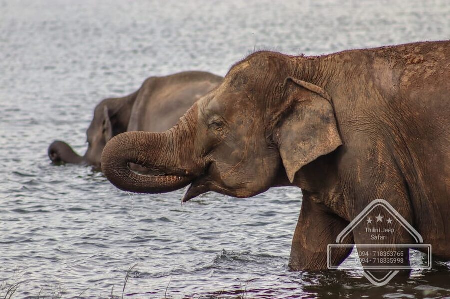 From Sigiriya Hurulu Eco Park ElephantSafari ticket included - My verdict on value and the overall experience