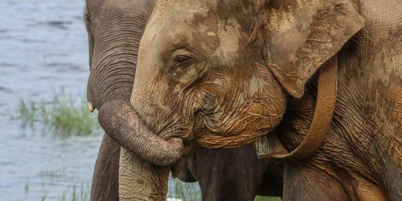 From Sigiriya Hurulu Eco Park ElephantSafari ticket included - The jeep ride into Hurulu Eco Park
