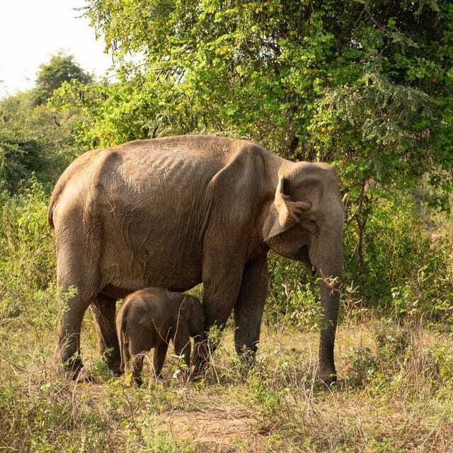 From Sigiriya : Hurulu Eco Park Safari : All Inclusive - The elephant encounters are the main reward