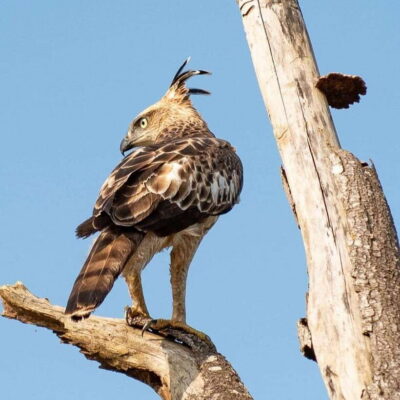 Hurulu Eco Park Safari : All Inclusive