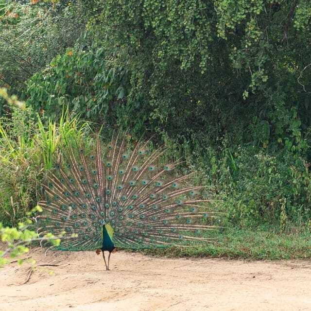 From Sigiriya : Hurulu Eco Park Safari : All Inclusive - A guide can shape the whole morning