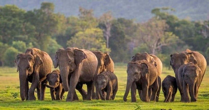 From Sigiriya : Kaudulla National Park Private Jeep Safari - Why Kaudulla is worth your time from Sigiriya