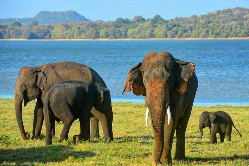 From Sigiriya: Minneriya National Park Elephant Safari - Other wildlife you may see along the way