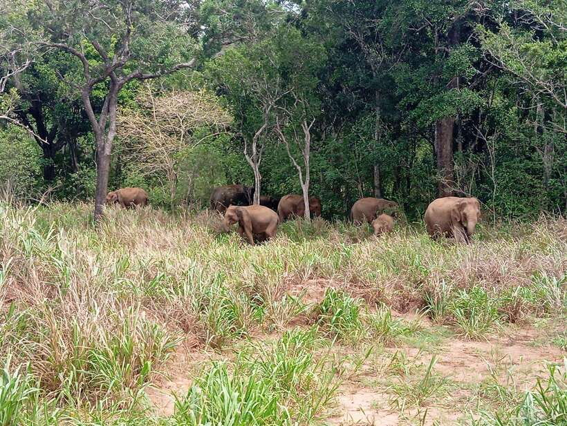 From Sigiriya: Minneriya National Park Half-Day Jeep Safari - What the 3 to 4-hour jeep safari feels like