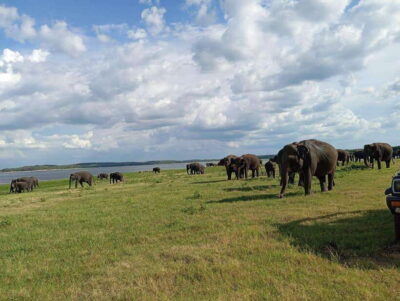 Minneriya National Park Half-Day Jeep Safari