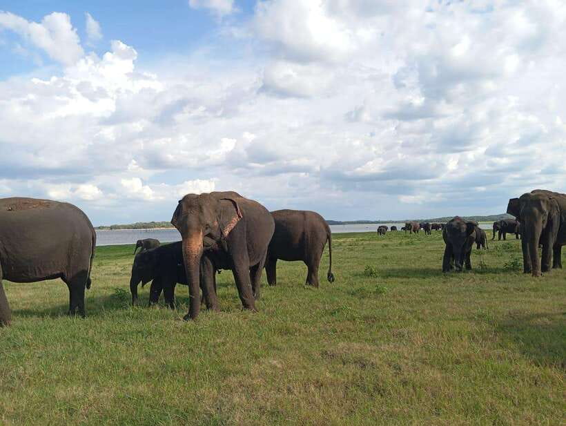 From Sigiriya: Minneriya National Park Half-Day Jeep Safari - Morning or afternoon: choosing your safari time