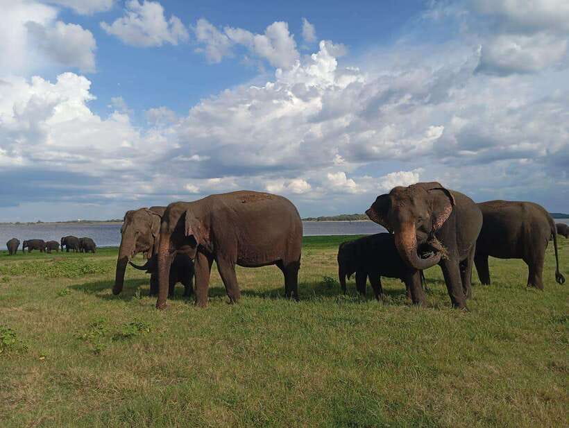 From Sigiriya: Minneriya National Park Half-Day Jeep Safari - Who will get the most from this safari