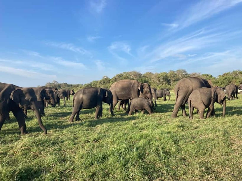 From Sigiriya: Minneriya National Park Private Jeep Safari - Key points to know before you book