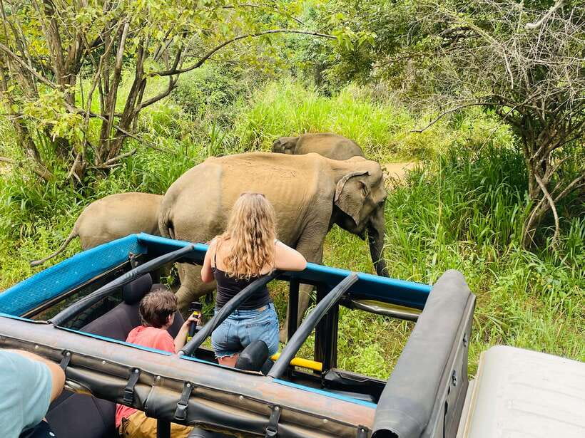From Sigiriya: Minneriya National Park Private Jeep Safari - The pickup from Sigiriya or Habarana