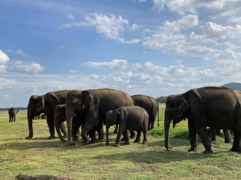 From Sigiriya: Minneriya National Park Private Jeep Safari - A realistic four-hour schedule