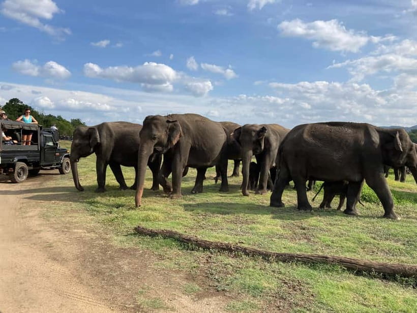 From Sigiriya: Minneriya National Park Private Jeep Safari - Beyond elephants: birds, deer, monkeys, and reptiles