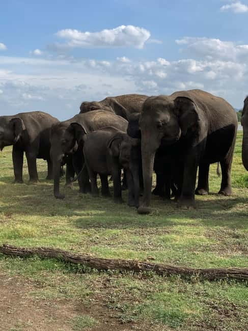 From Sigiriya: Minneriya National Park Private Jeep Safari - The value at $38 per person