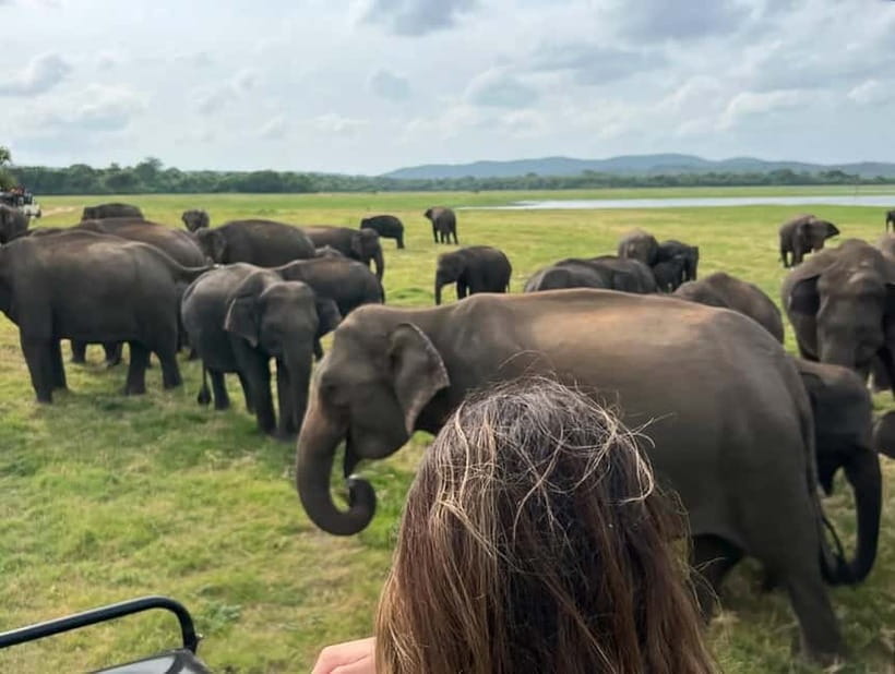 From Sigiriya: Minneriya National Park Private Jeep Safari - Who will enjoy this safari most