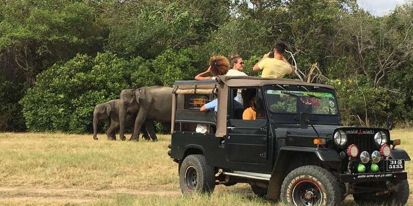 From Sigiriya: Polonnaruwa Ancient City & Minneriya Safari - Minneriya or Kaudulla: the day’s wildlife payoff