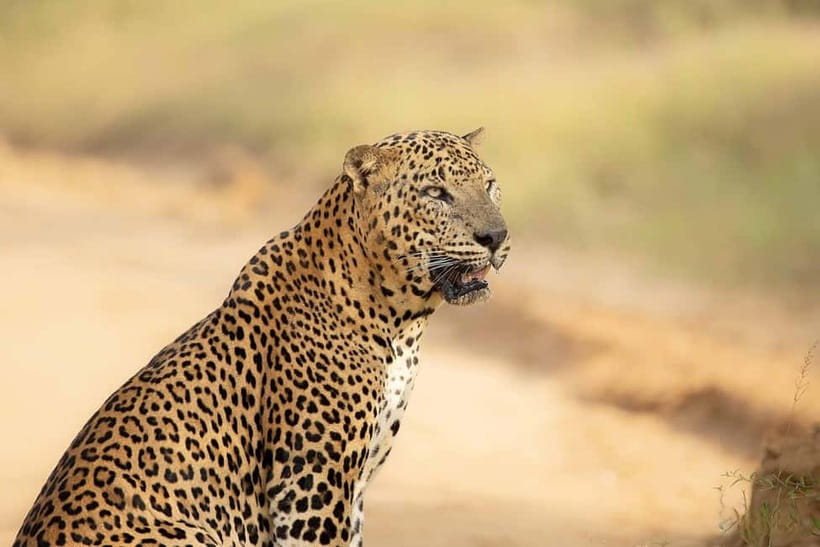 From Tangalle / Hiriketiya - Yala Safari - Drop-off : Ella - Yala is the reason to take this trip